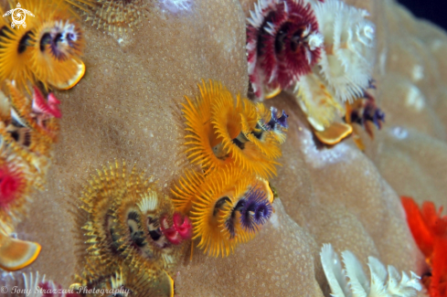 A Spirobranchus giganteus | Christmas tree worms