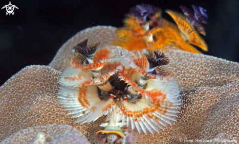 A Spirobranchus giganteus | Christmas tree worms