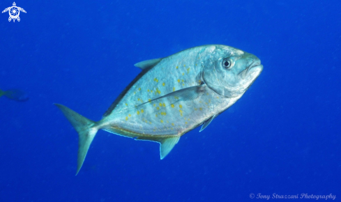 A Carangoides fulvoguttatus | Yellow-spotted trevally