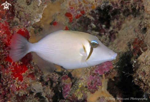 A Scythe Triggerfish