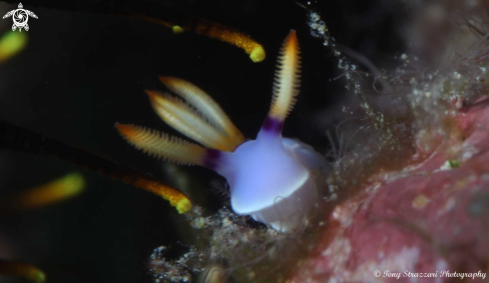 A Hypselodoris bullocki | Hypselodoris bullocki