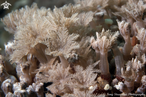 A Soft coral