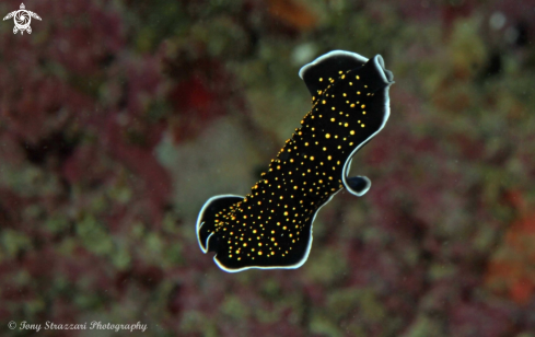 A Thysanozoon nigropapillosum | Flatworm