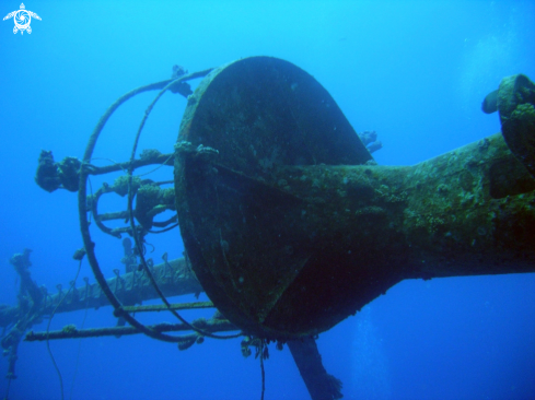 A underwater creature