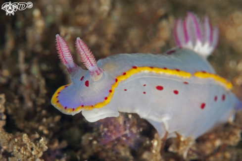 A Hypselodoris bennetti | Hypselodoris bennetti