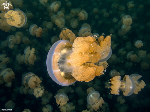 A Jellyfish in Palau