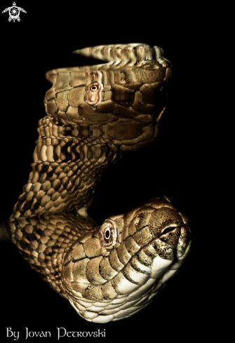 A Vodena zmija Ribarica / Water snake - Ribarica.