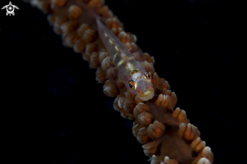 A Goby