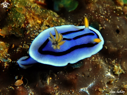 A Chromodoris lochi | nudibranch