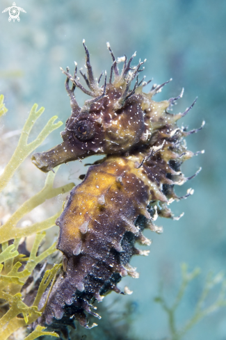 A Seahorse