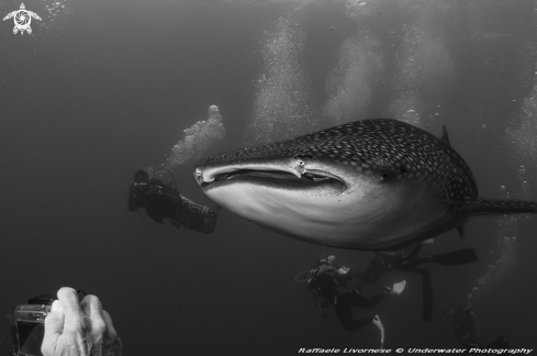 A Whale shark