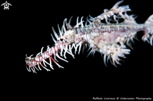 A Solenostomus paradoxus | ghost pipe fish