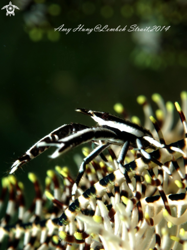 A Squat Lobster