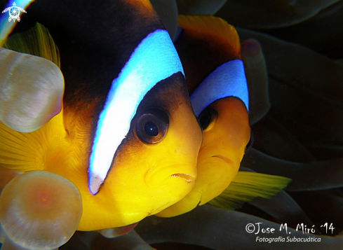 A Amphirion Bicinctus | ClownFish