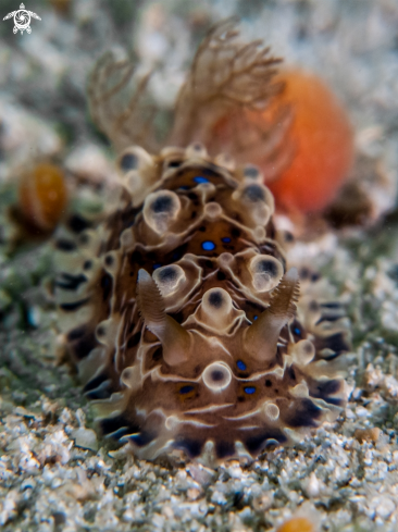 A Dendrodoris denisoni | Nudibranch