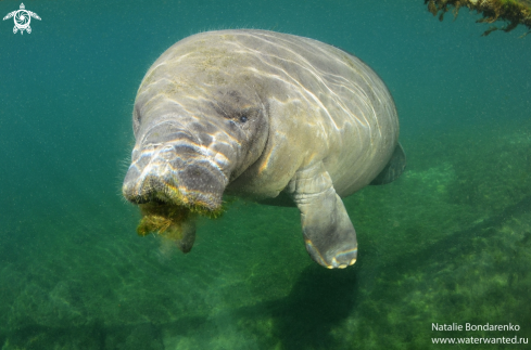 A Manatee