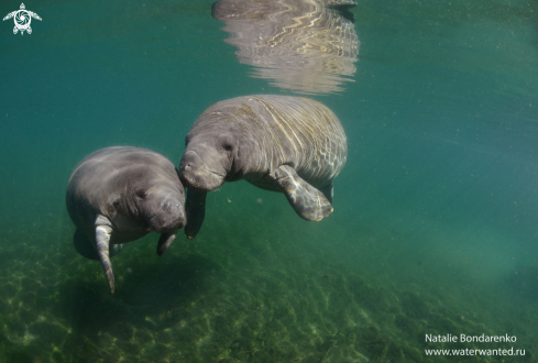 A Manatee