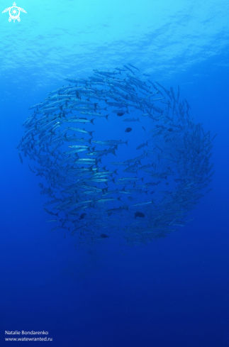 A Barracuda | School of barracudas