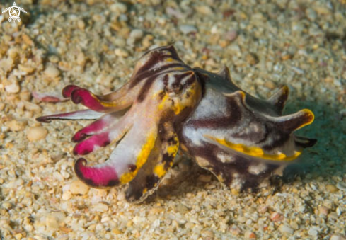 A Prachtsepia | Flamboyant Cuttlefish