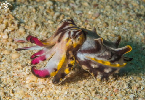 A Flamboyant Cuttlefish