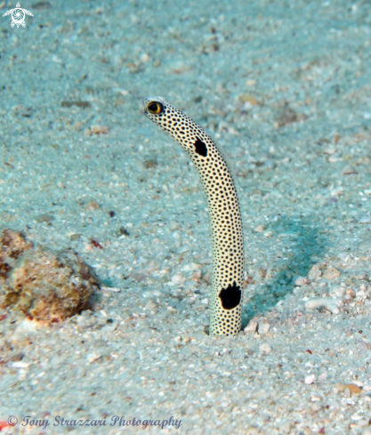 A Heteroconger hassi | Spotted Garden Eel