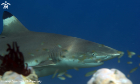 A Blacktip reef shark