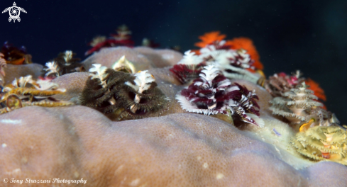 A Spirobranchus giganteus | Christmas tree worms