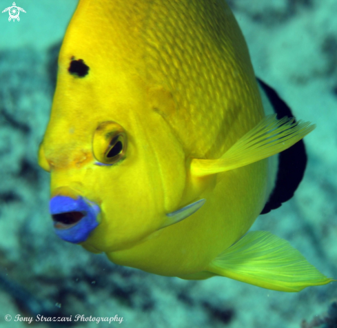 A Flagfin Angelfish