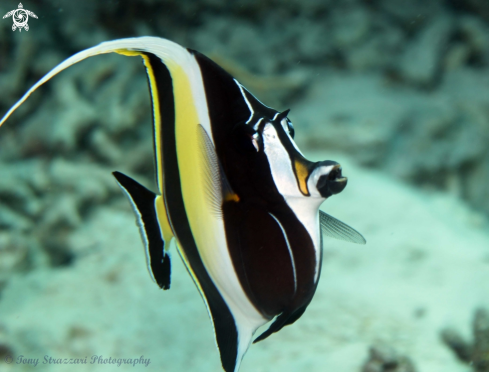 A Zanclus cornutus | Moorish idol