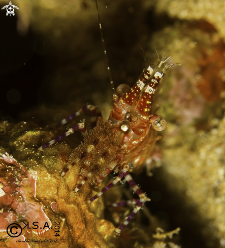 A Saronn spp. | SHRIMP