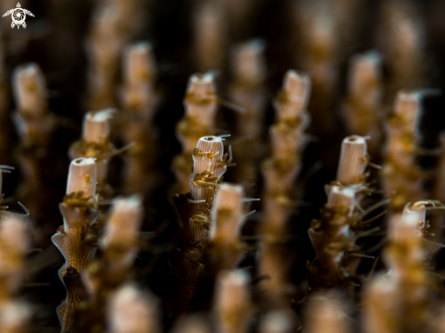 A Acropora sp | Coral