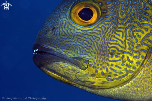 A Macolor macularis | Midnight snapper