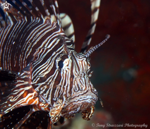 A Pterois volitans | Lionfish