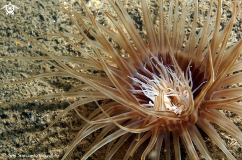 A Pachycerianthus maua | Banded Tube Anemone