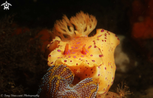 A Short-Tailed Ceratosoma