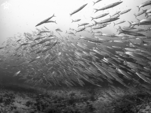 A Sphyraena qeniei | Chevron Barracuda