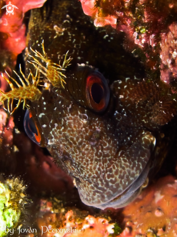 A Blennius ocellaris | Watching! ;) 