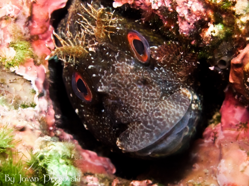 A Blennius ocellaris | Watching! ;) 