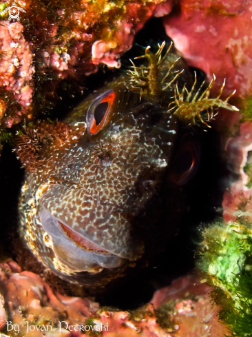 A Blennius ocellaris | Watching! ;) 