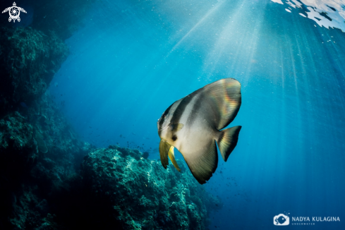 A Bat fish