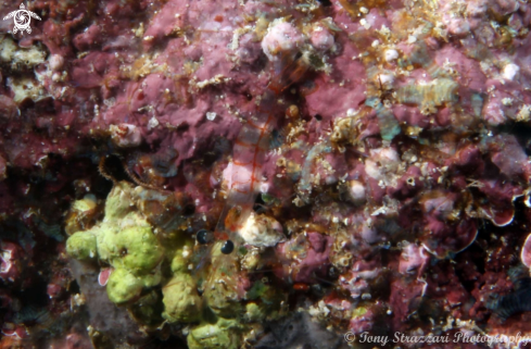 A Periclimenes sp | Glass shrimp