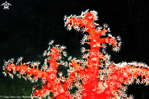 A Soft coral