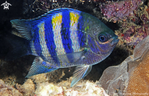 A Abudefduf bengalensis | Bengal sergeant