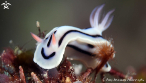 A Chromodoris lochii | Loch’s Chromodoris