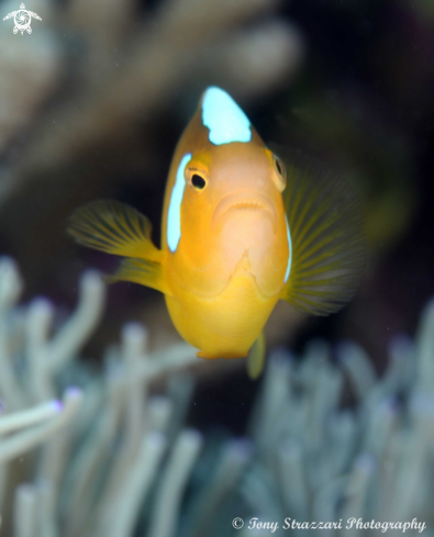 A Amphiprion leucokranos | Whitebonnet anemonefish