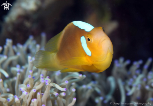 A Whitebonnet anemonefish