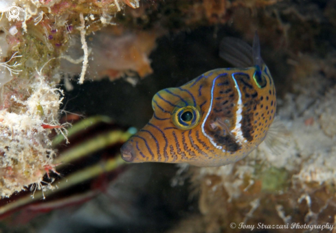 A Canthigaster ocellicincta | Shy toby