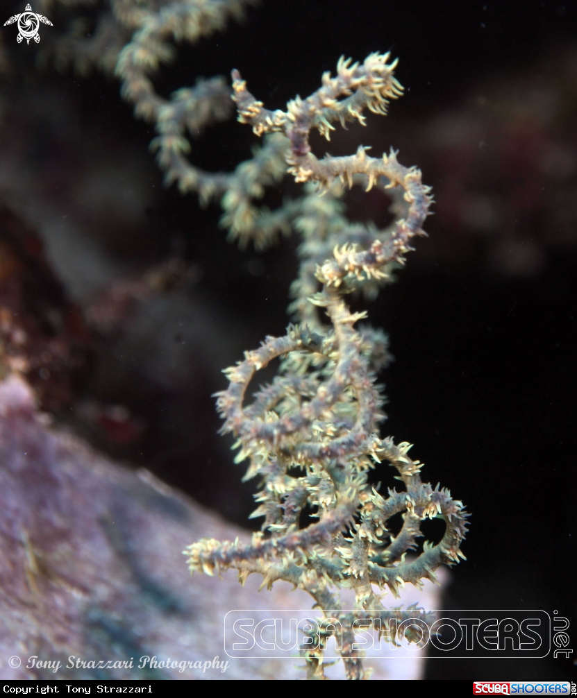 A Black coral whip