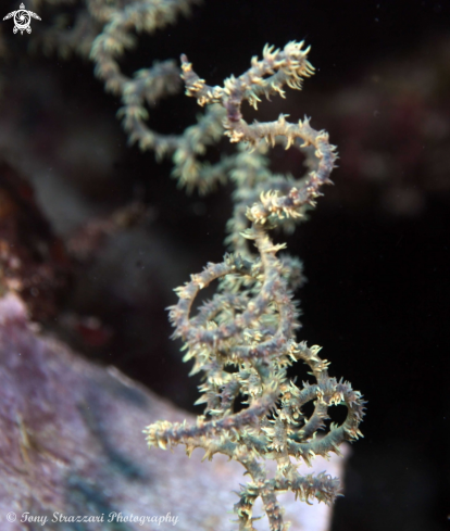 A Cirrhipathes sp | Black coral whip