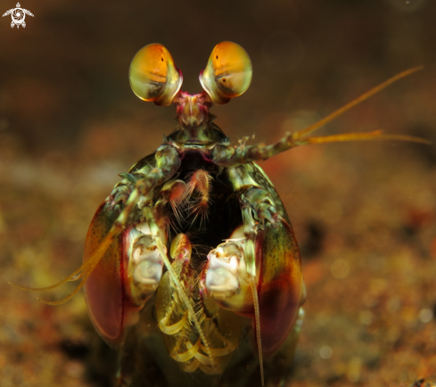 A mantis shrimp 